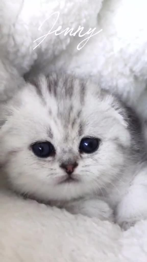 Scottish Fold cats for sale: Scottish Fold Healthy & Socialised - Video 2
