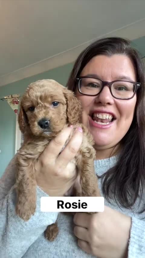 Cockapoo dogs for sale: Stunning Mini/Medium Cockapoo Puppies - Video 2