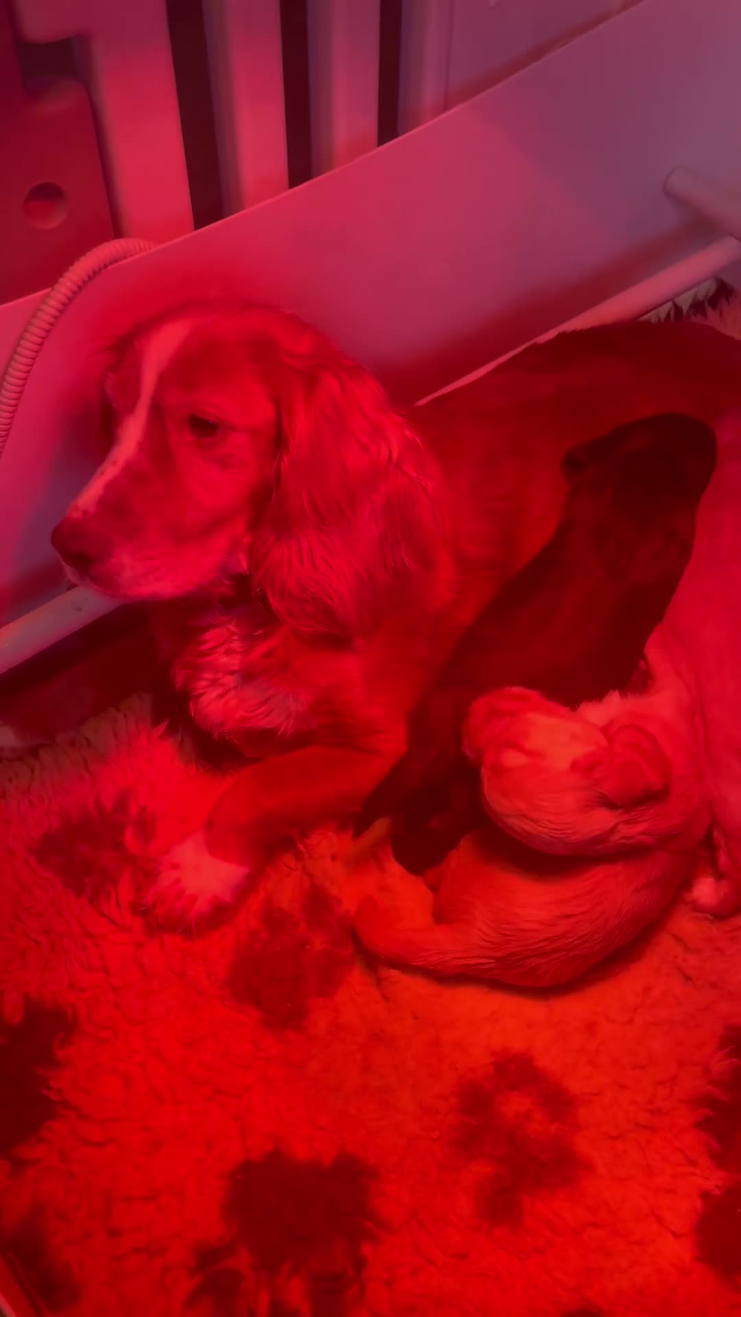 Cocker Spaniel dogs for sale: stunning show cocker/ working cocker - Video 1