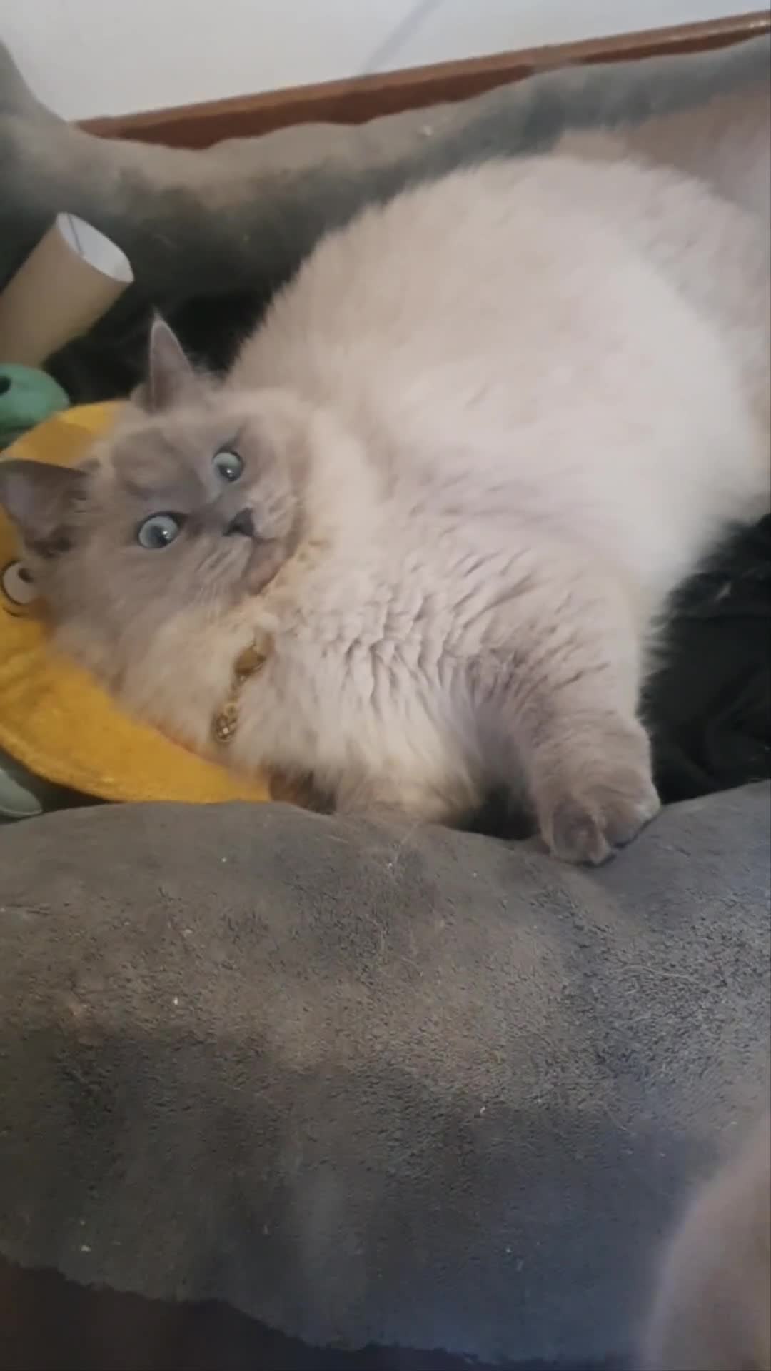 Ragdoll cats for sale: Sweet&Playful ragdolls - Video 2