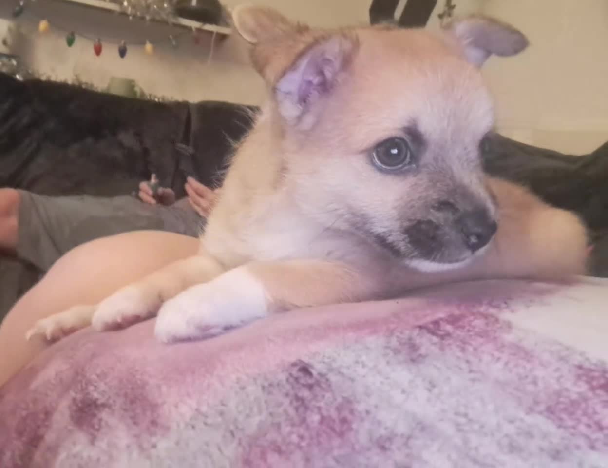Pomchi dogs for sale: beautiful 5week old pomchi girl puppy  - Video 1
