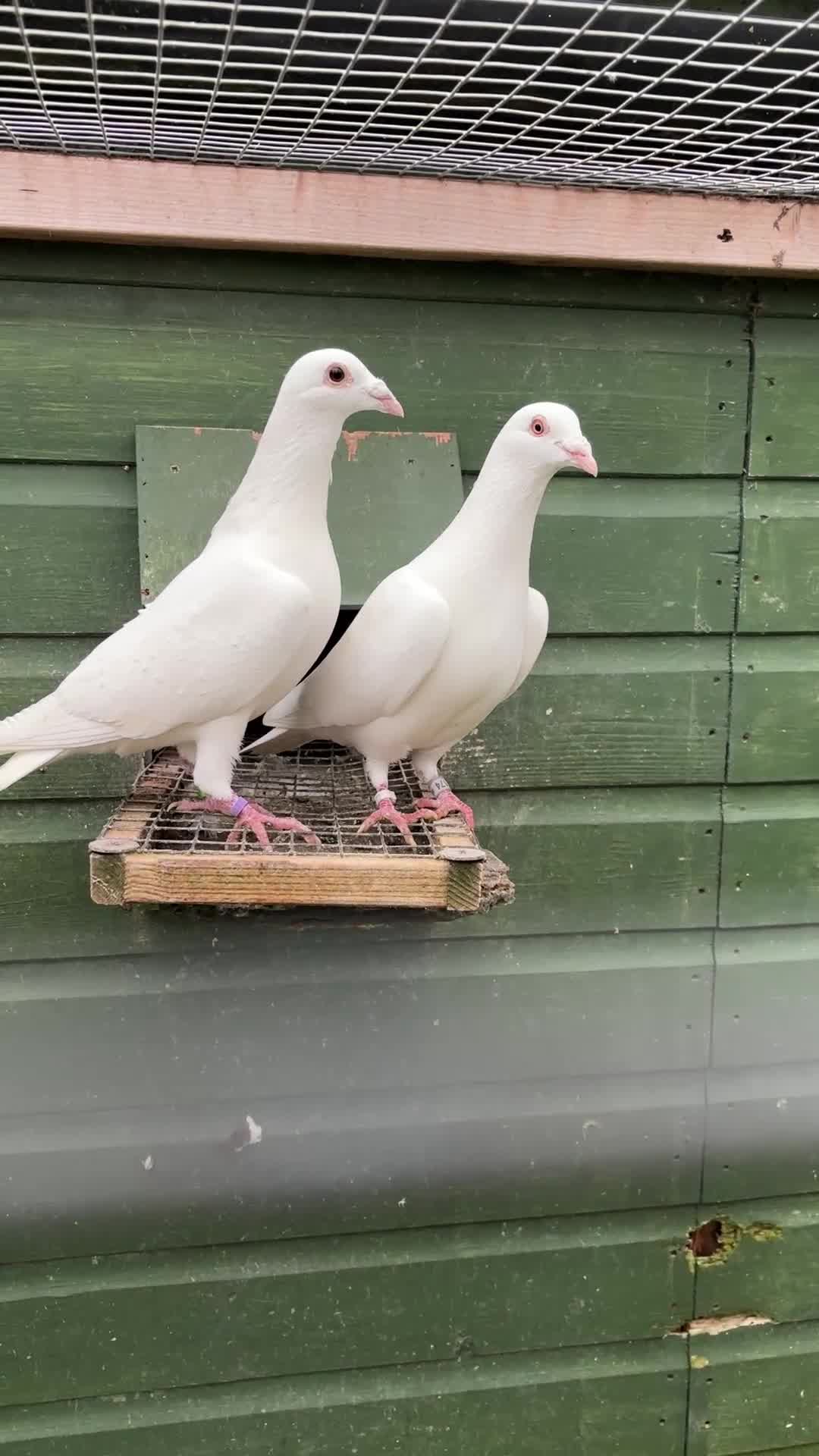 Pigeons birds for sale: White racing pigeons from Busscheart Tornado lines in Halstead - Video 1