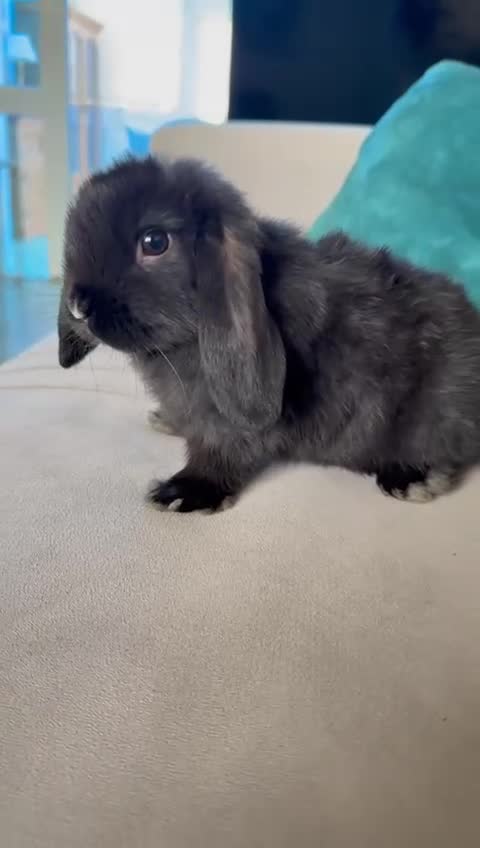 Mini Lion Lop rabbits for sale: 2 males mini loop bunny - Video 3