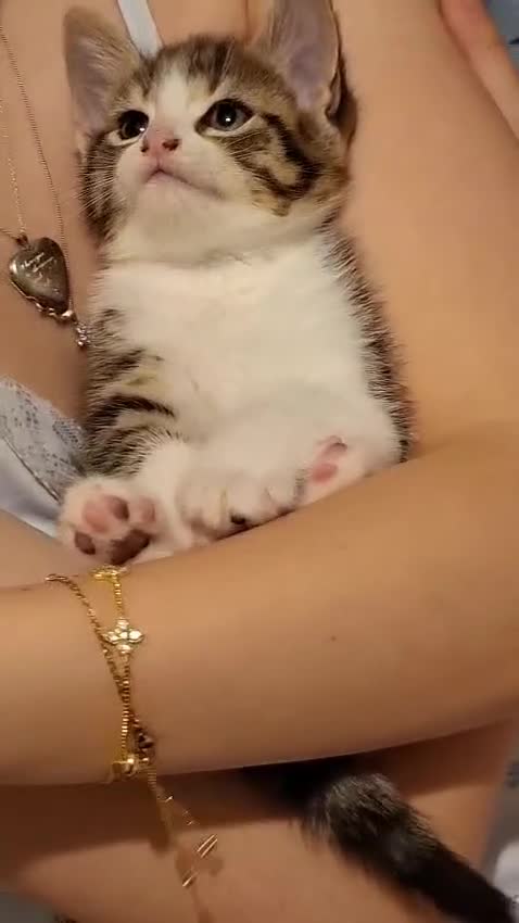 Norwegian Forest Cat cats for sale: For Sale - Video 1