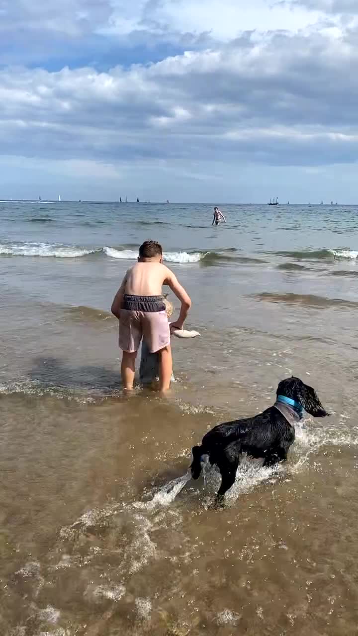 Cocker Spaniel dogs for stud: KC registered Cocker Spaniel Striker for stud - Video 1