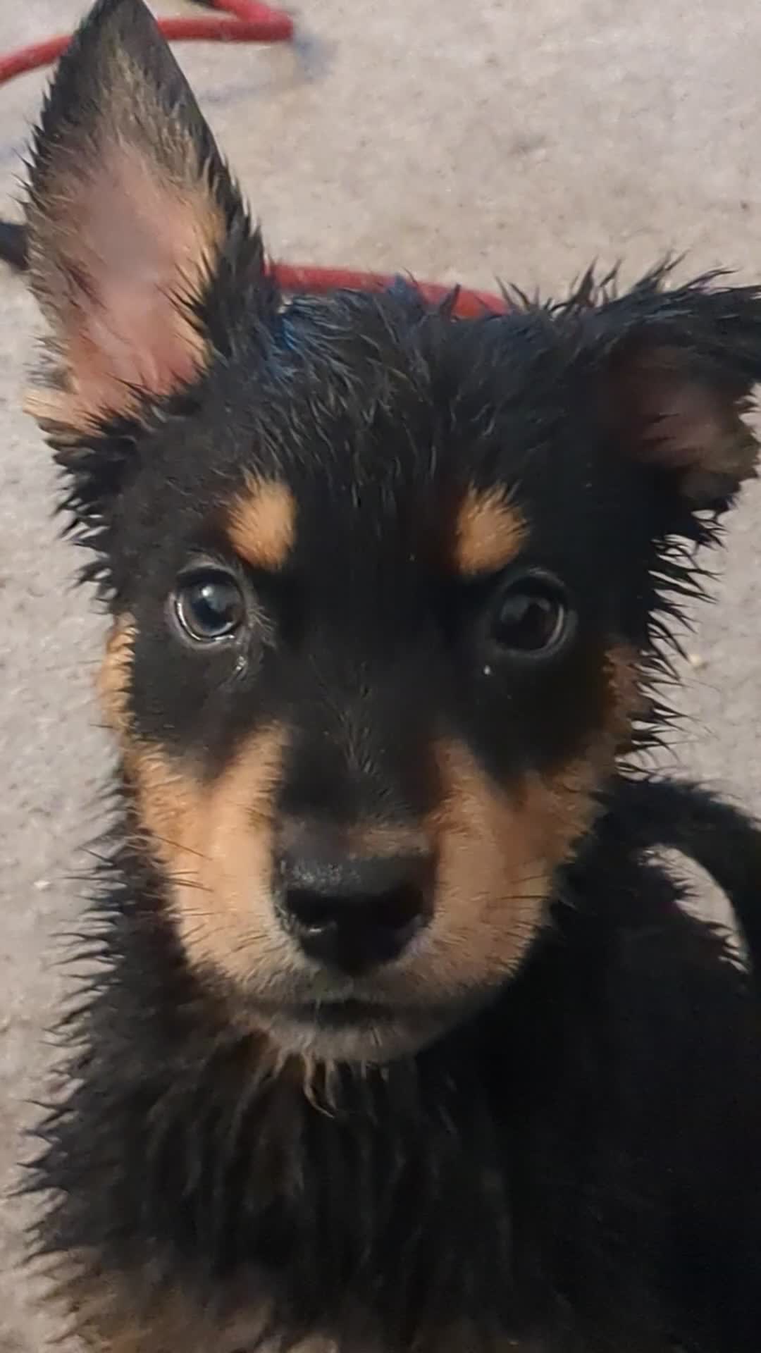 Mixed Breed dogs for sale: Rottweiler/Siberian Husky puppies - Video 1
