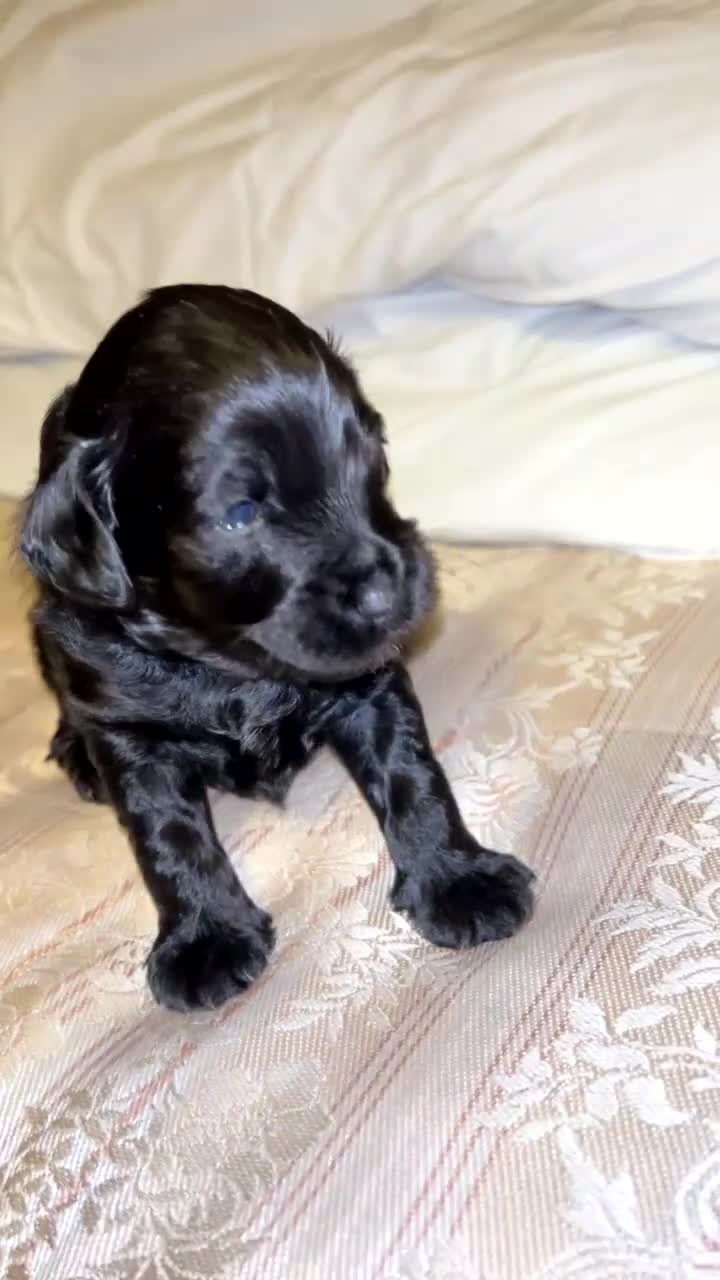 Yorkiepoo dogs for sale: Yorkiepoo Puppies - Video 4