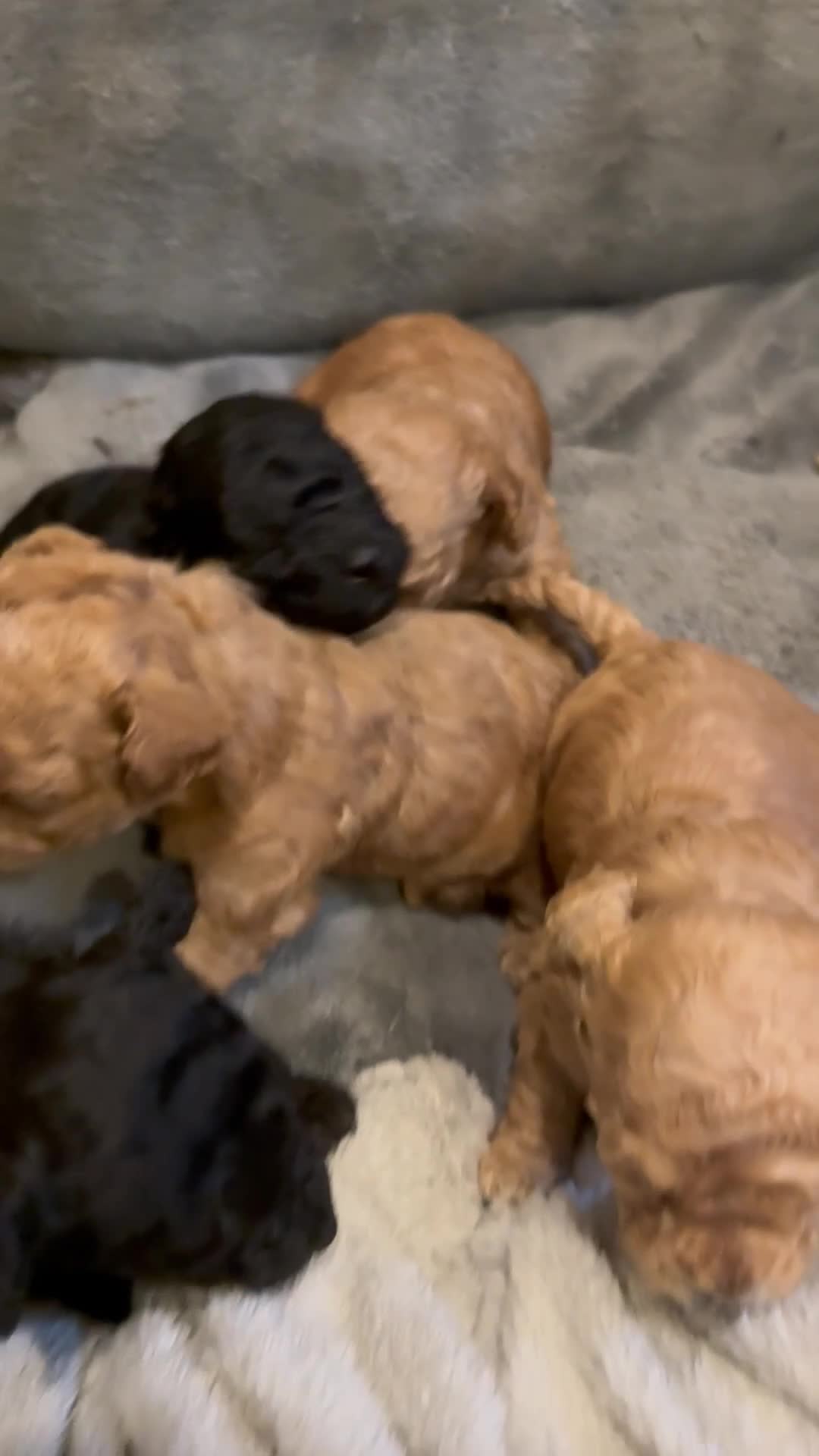 Toy Poodle dogs for sale: Beautiful half Asian puppies 🐻❤️ - Video 1