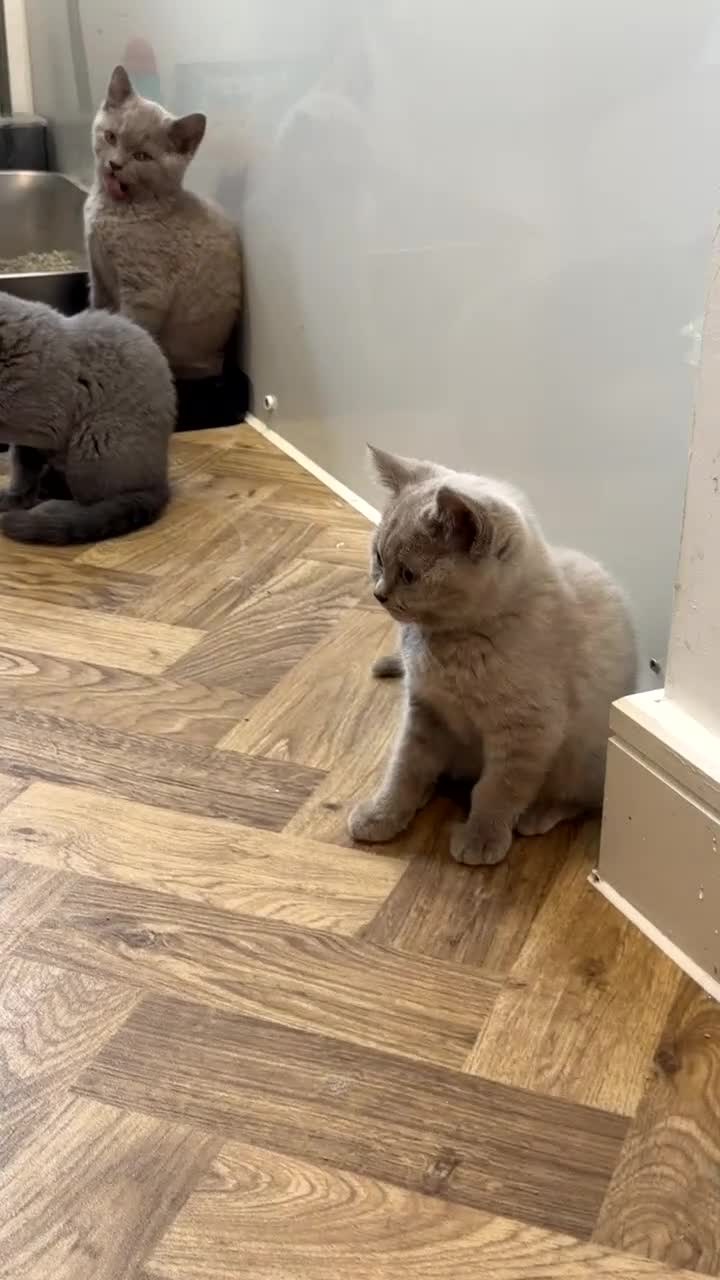 British Shorthair cats for sale: 1 Male Lilac British Shorthair Available - Video 1