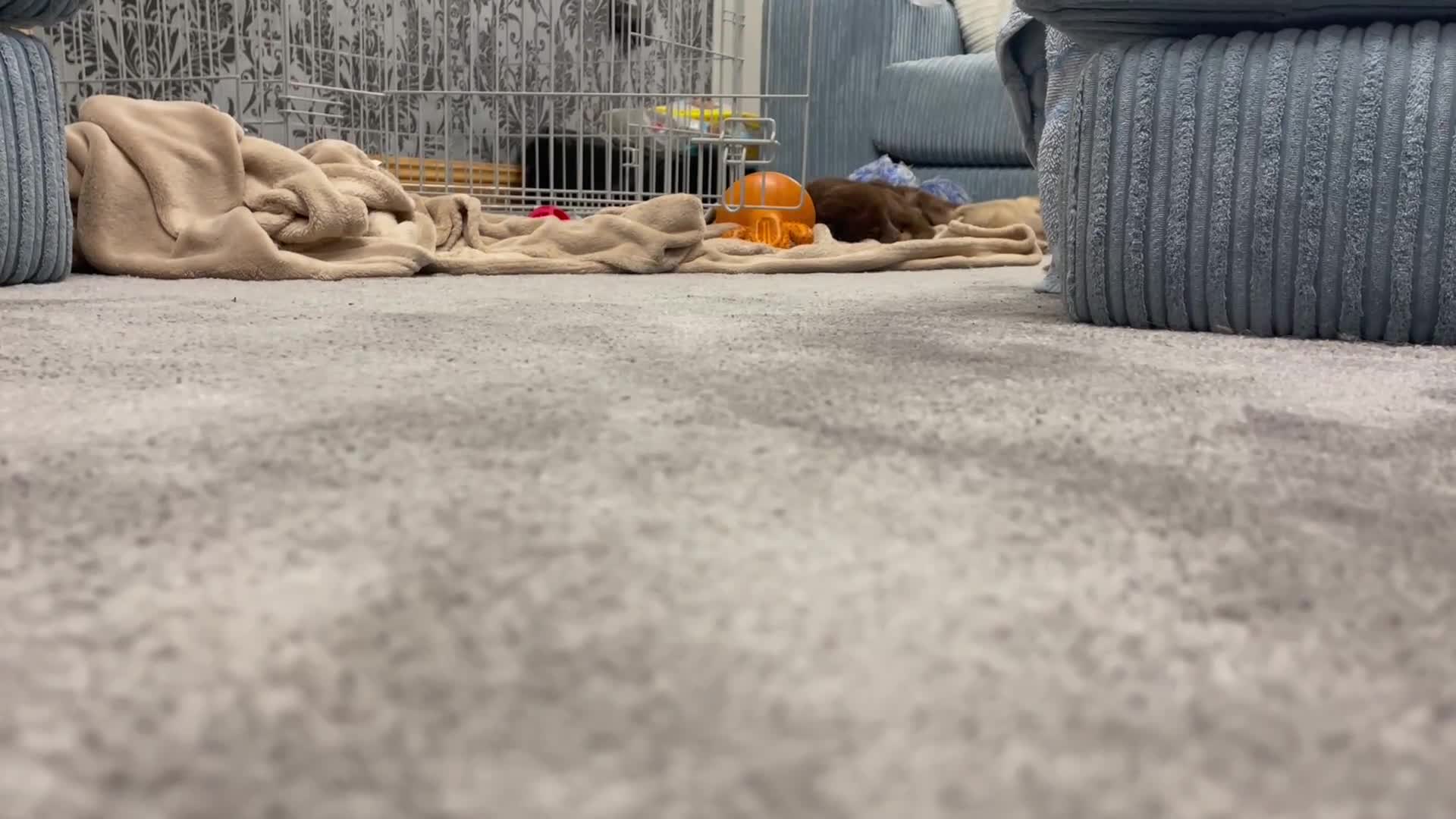 Mixed Breed dogs for sale: Border collie x German shepherd puppies - Video 3