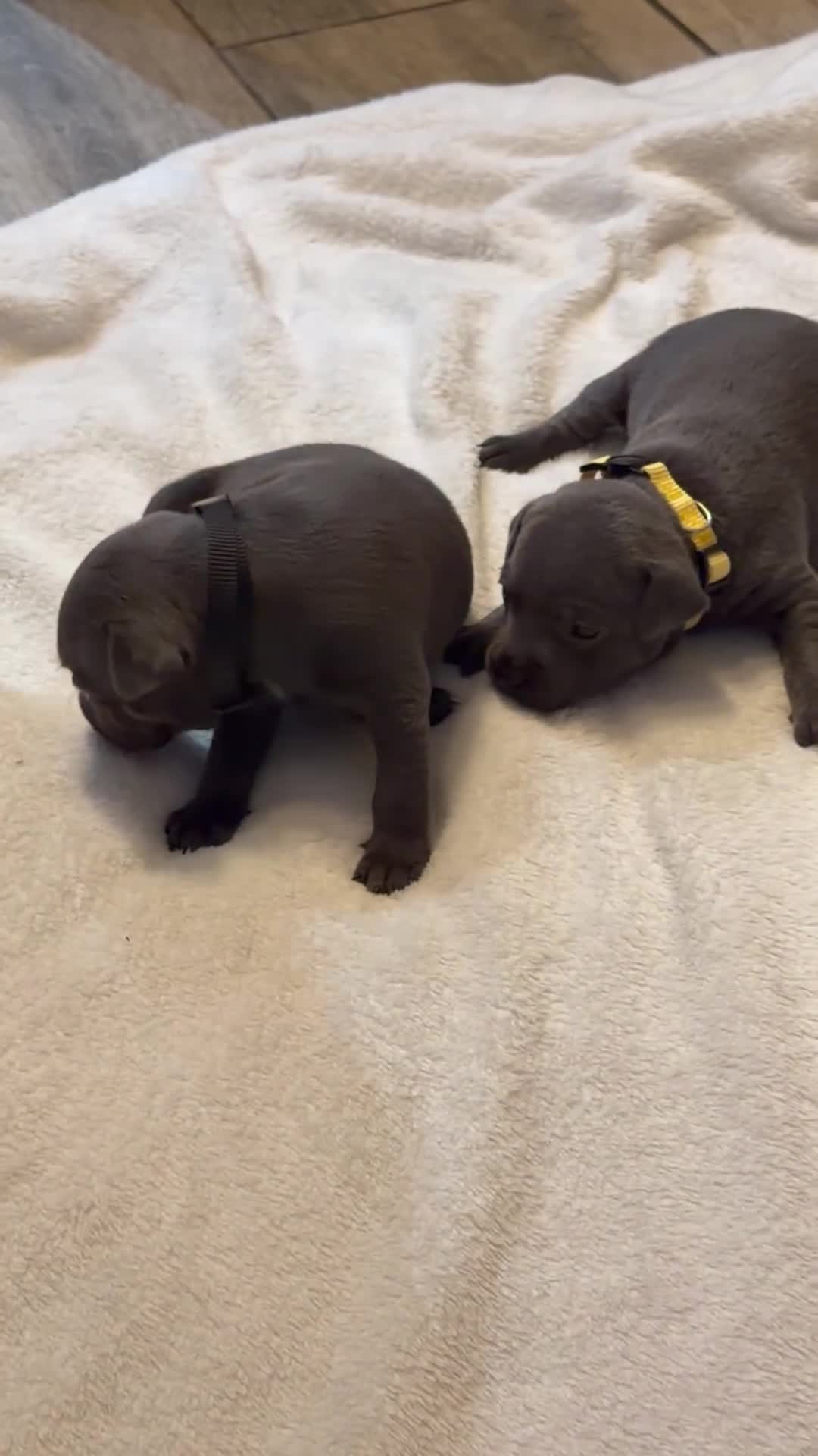 Staffordshire Bull Terrier dogs for sale: KC REG STAFFORDSHIRE BULL TERRIER PUPS are HERE   - Video 1