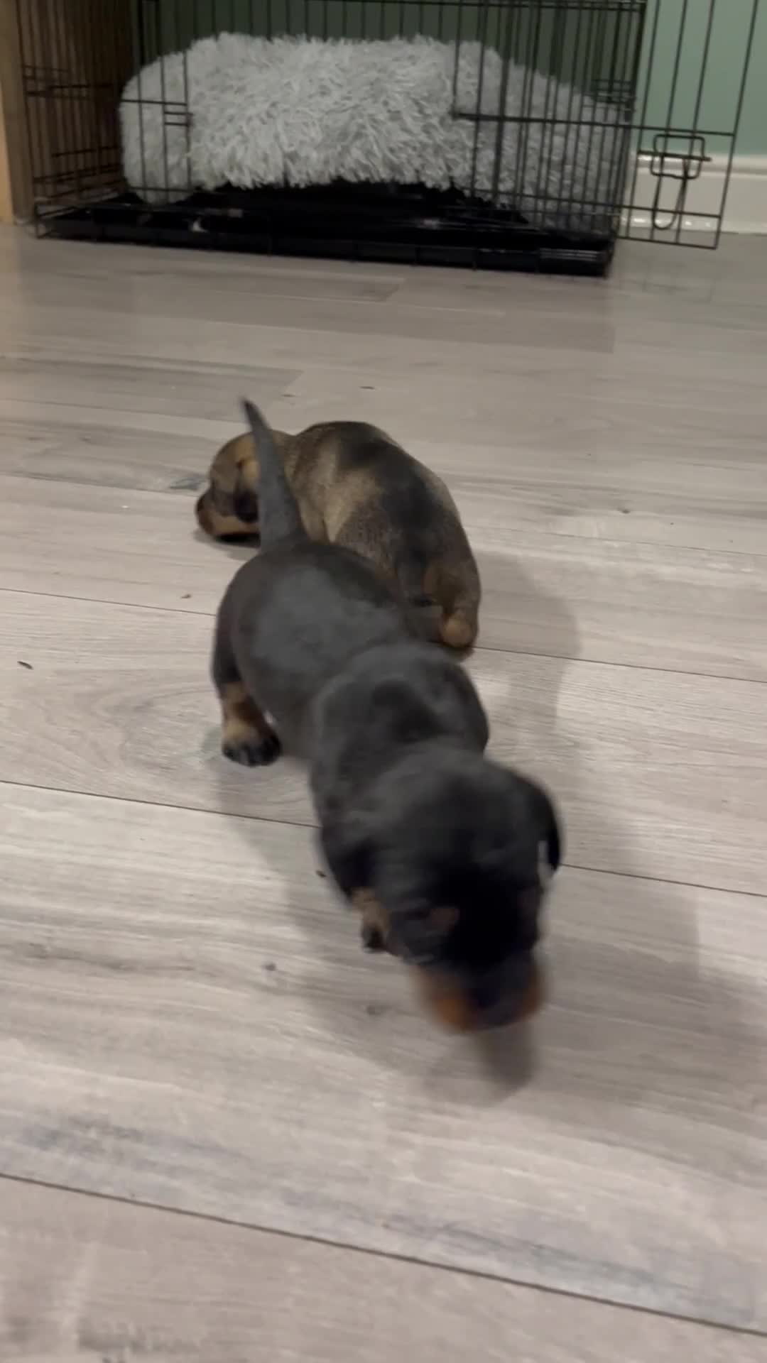 Mixed Breed dogs for sale: 8 beautiful dashaund X Jack Russel puppies  - Video 5