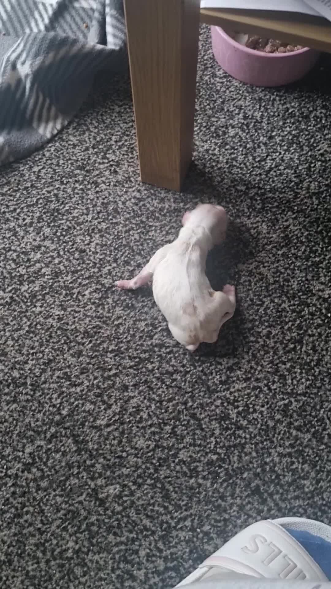Cockapoo dogs for sale: Beautiful cockapoo boy  in Rotherham - Video 1