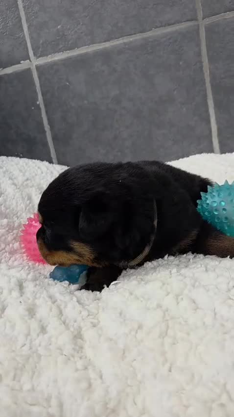 Rottweiler dogs for sale: Gorgeous Rottweiler Puppies  - Video 3