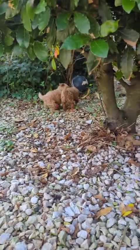 Toy Poodle dogs for sale: Tiny Red Toy Poodles Available now - Video 3