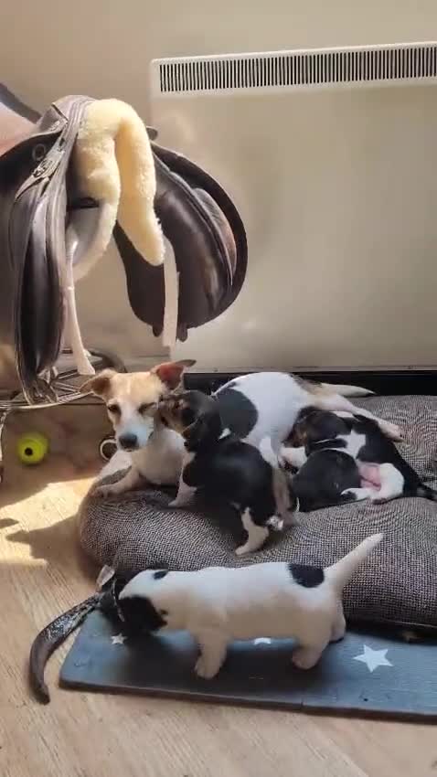 Jack Russell dogs for sale: Chunky Confident Terrier Pups for 5* Active Homes - Video 1