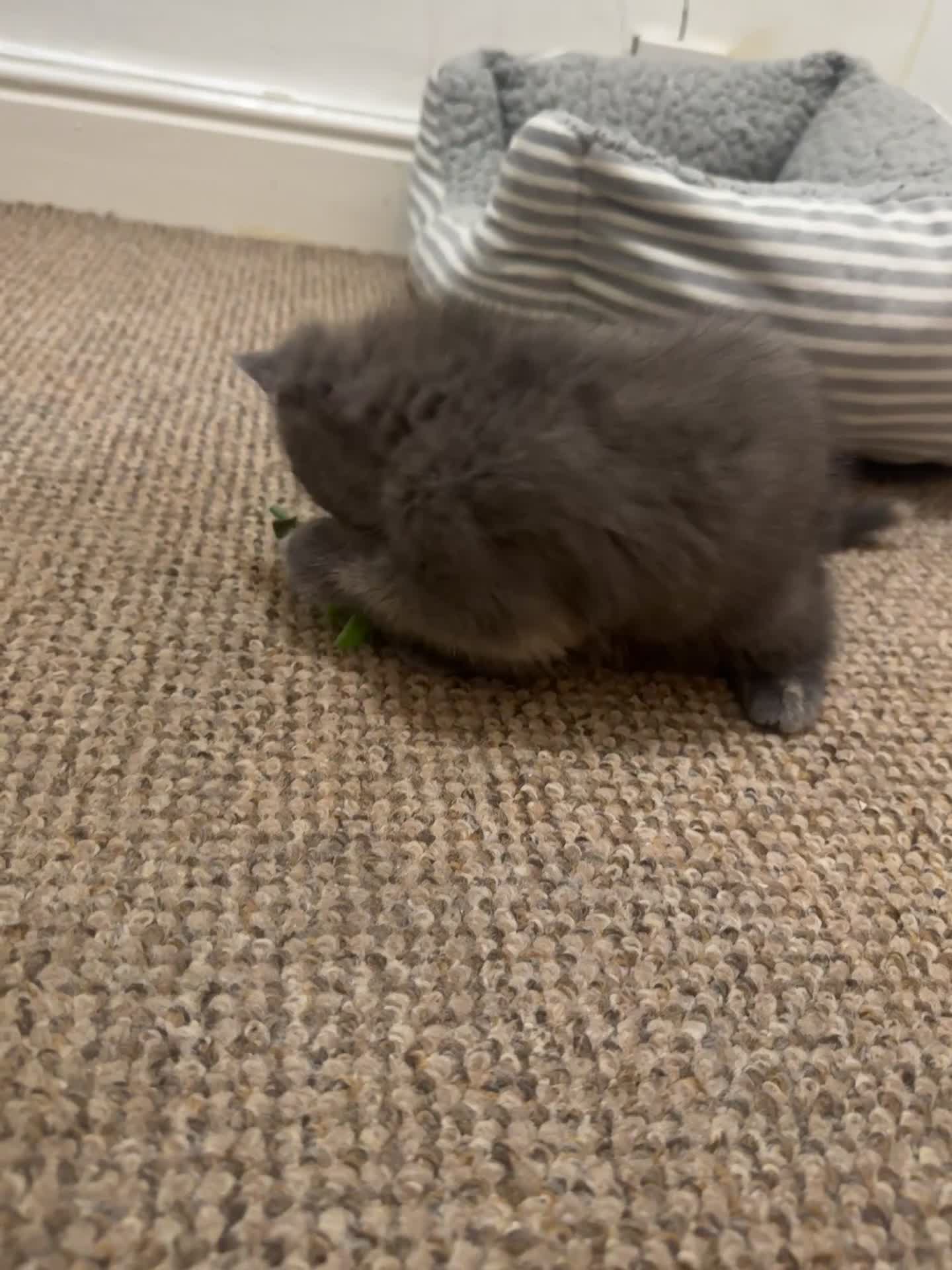 Domestic Shorthair cats for sale: 3 kittens(ginger,grey) ready to join their new hom - Video 2