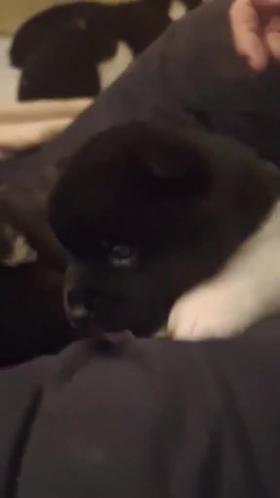 Akita dogs for sale: Quality Akita Babies (& KC Registered) - Video 3