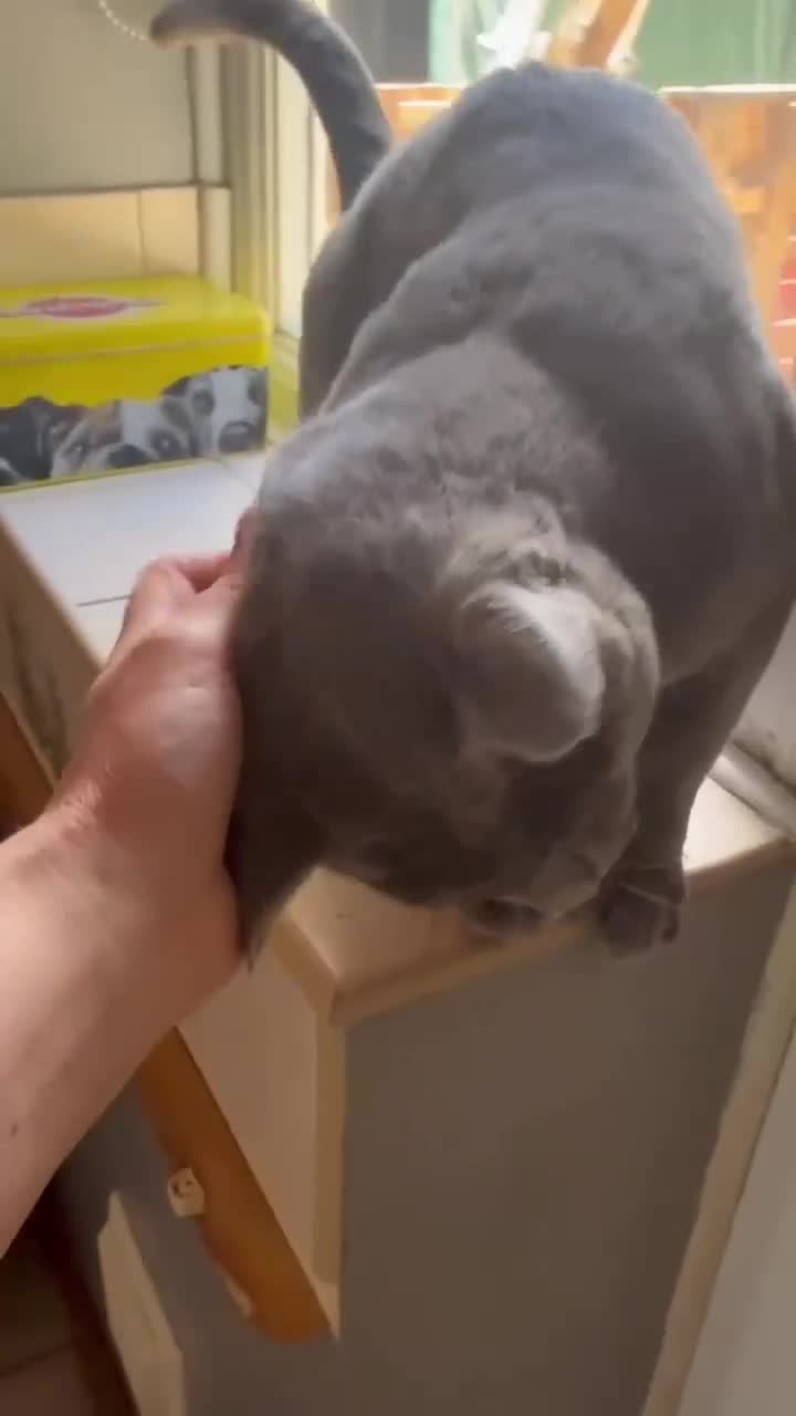 Russian Blue cats for sale: Beautiful Russian Blue Boy – Potential Stud Boy - Video 1