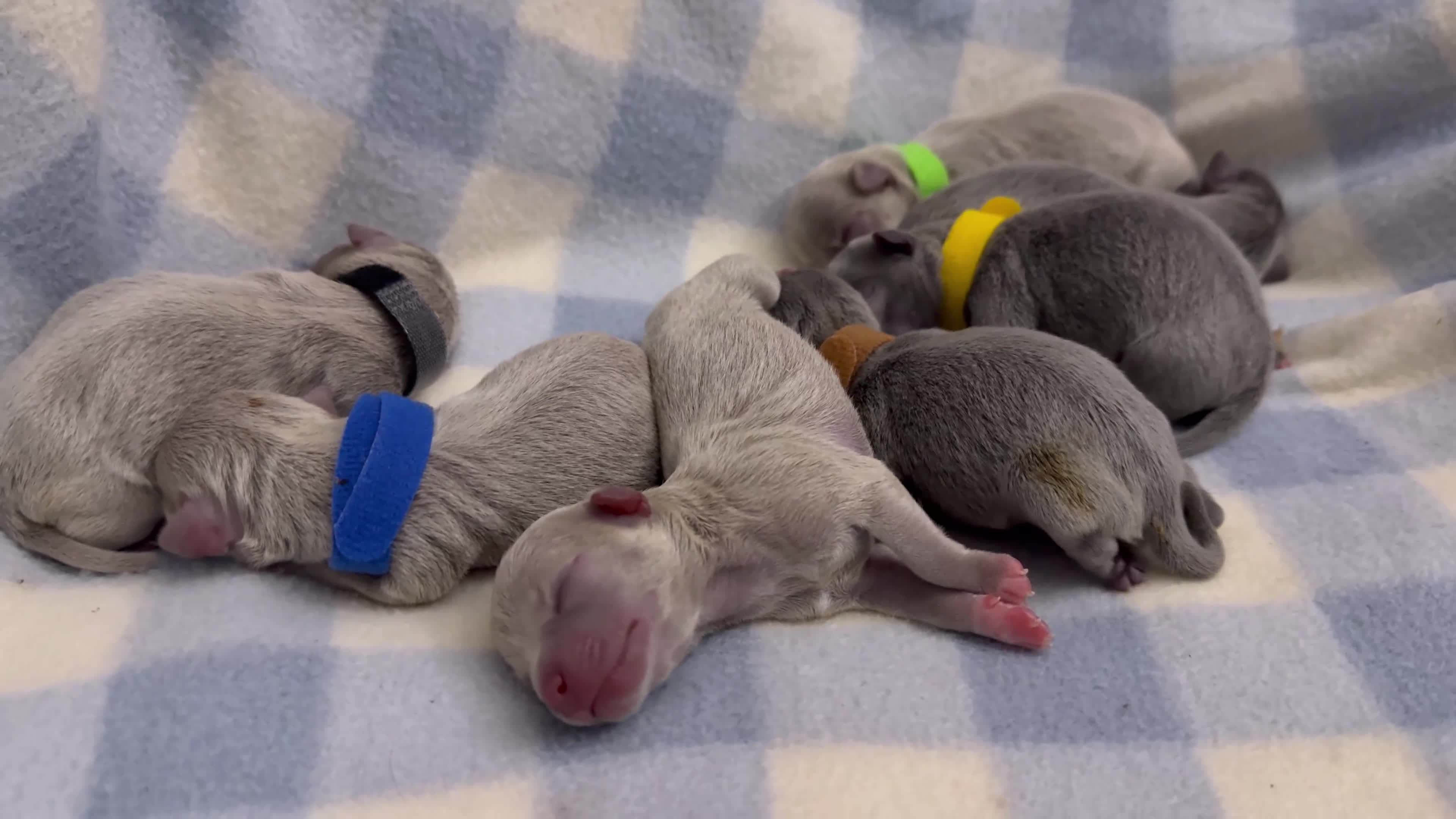 Chihuahua dogs for sale: Lilac & Blue Chihuahuas – Gorgeous Little Pups - Video 1