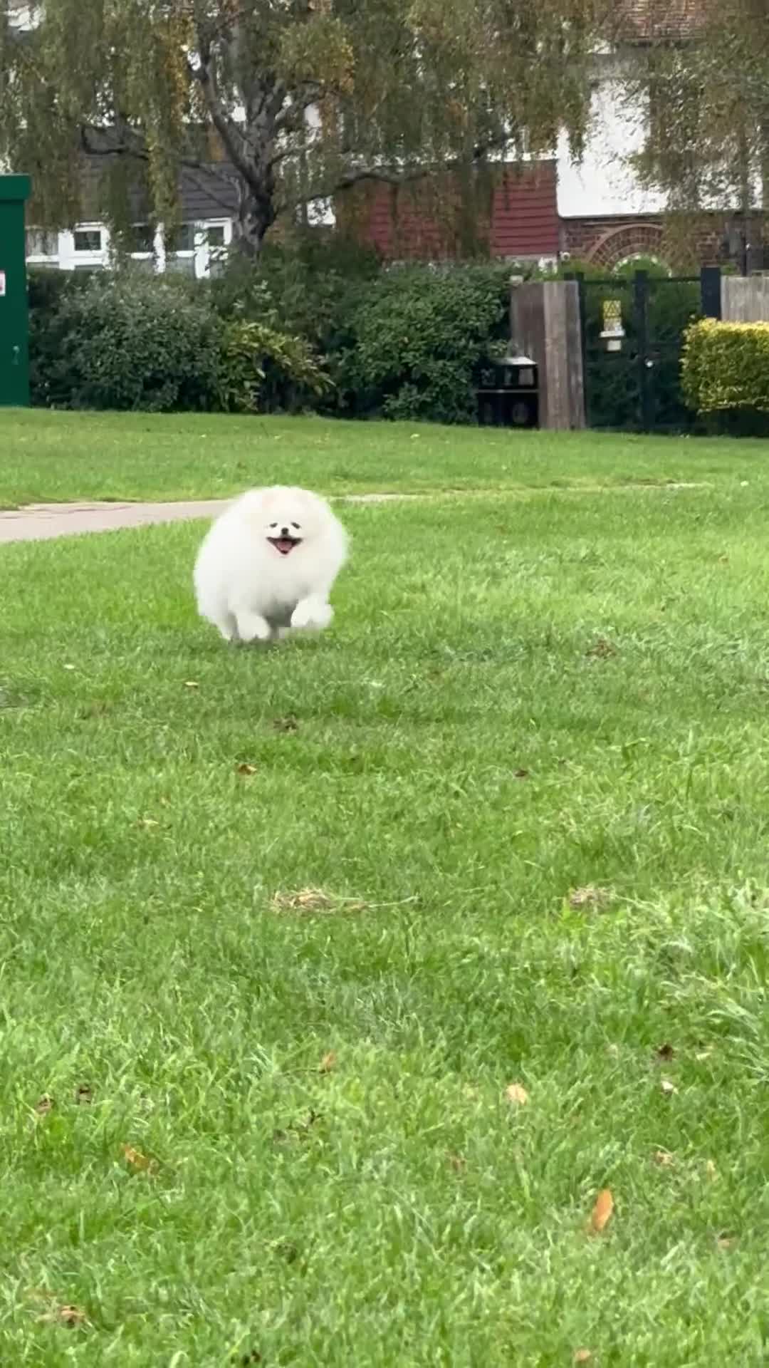 Pomeranian dogs for stud: Top quality WHITE Pomeranian ukr x korea x rusk KC - Video 1