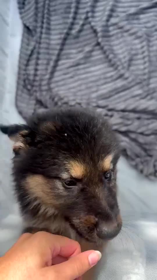 German Shepherd dogs for sale: Long haired German shepherd puppies  - Video 3
