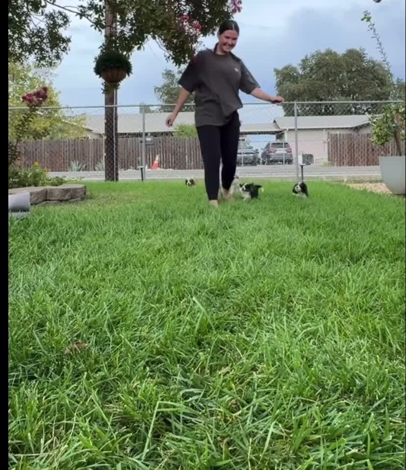 Cavalier King Charles Spaniel dogs for sale: %100 Pure Breed Cavalier King Charles Pups  in Folkestone - Video 3