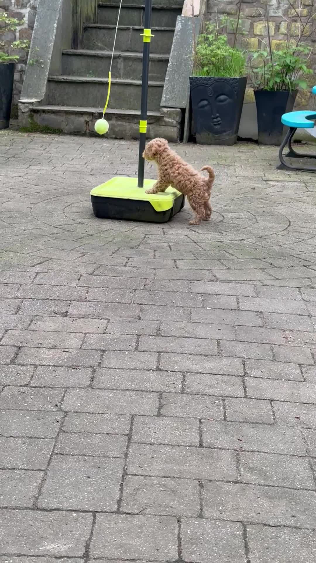 Cavapoo dogs for sale: One left - Gorgeous Cavapoo Puppies  - Video 1