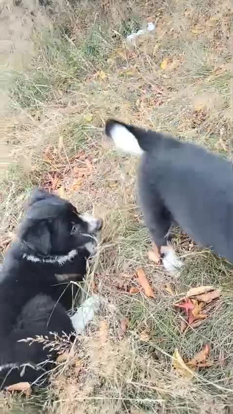 Border Collie dogs for sale: Two Little Boys - Border Collie Puppies - Video 1