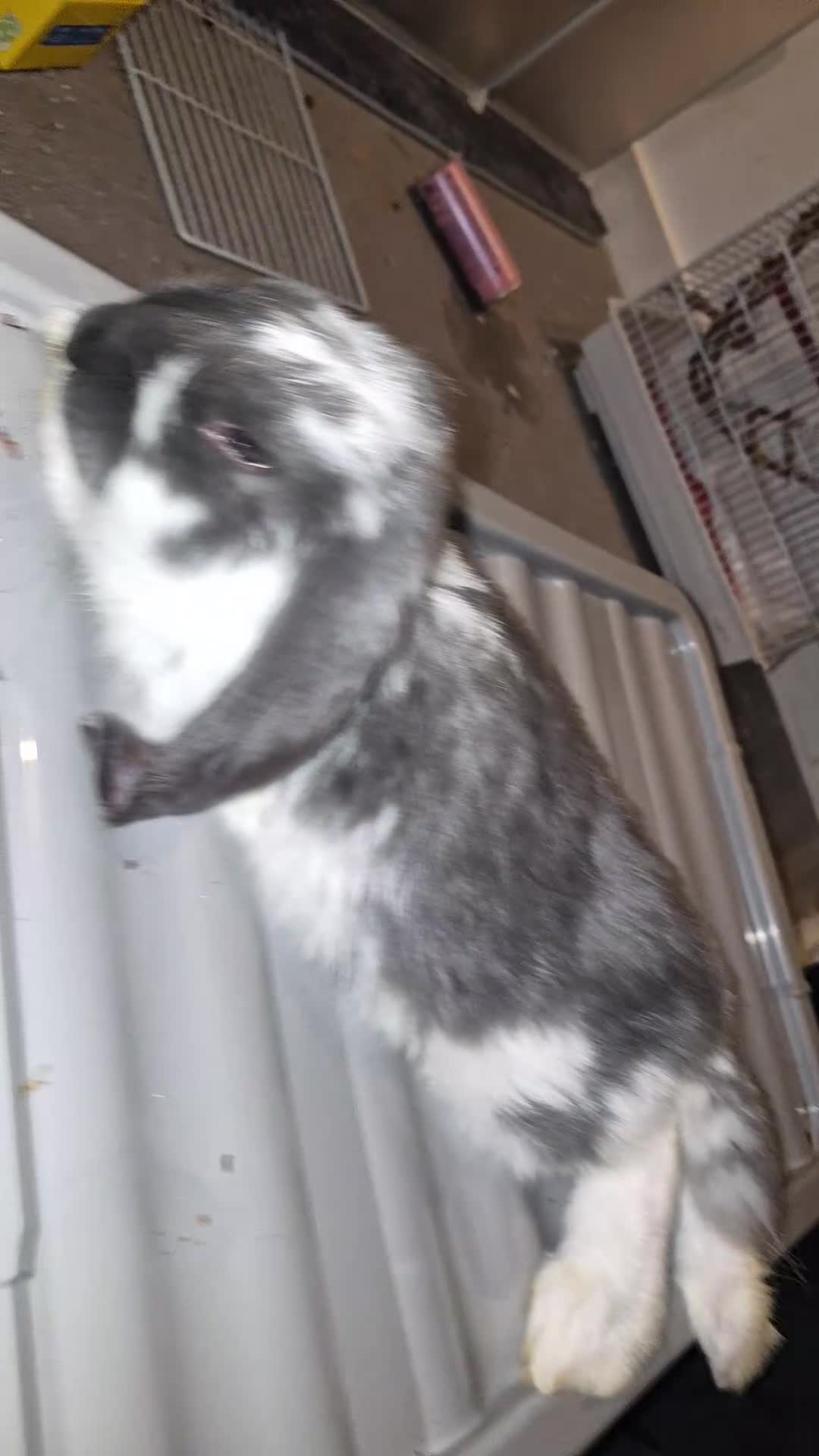 French Lop rabbits for sale: Giant french rabbit  - Video 1