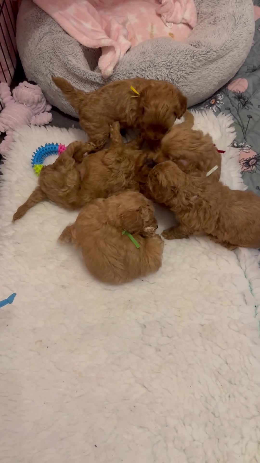 Maltipoo dogs for sale: Red maltipoo puppies - Video 1