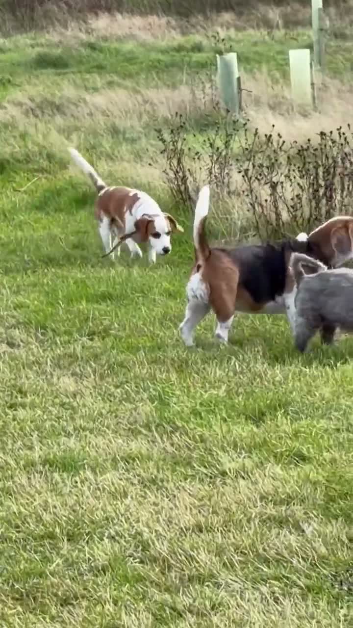 Beagle dogs for sale: Simba returnee - Video 2