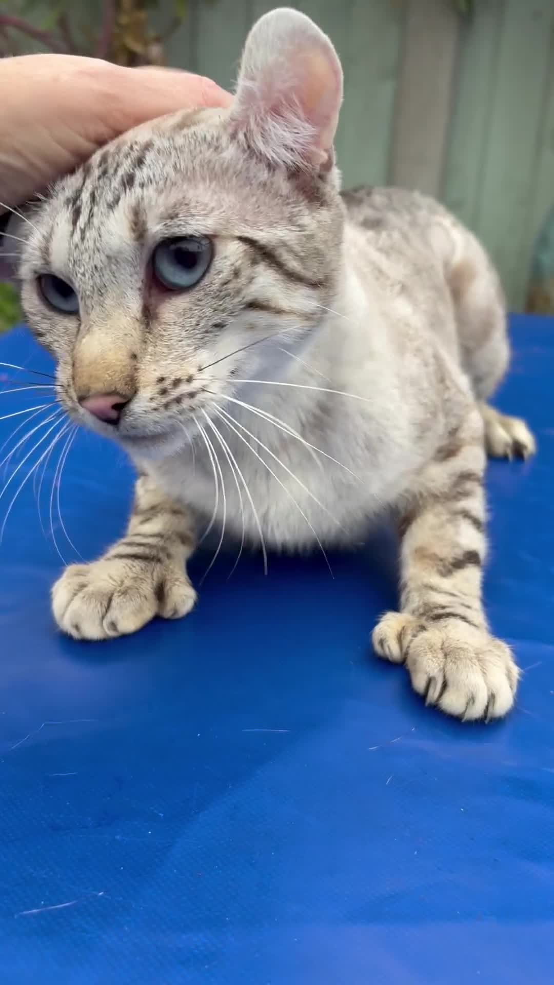 Keetso cats for sale: Superb polydactyl curled eared Keetso girl  - Video 1