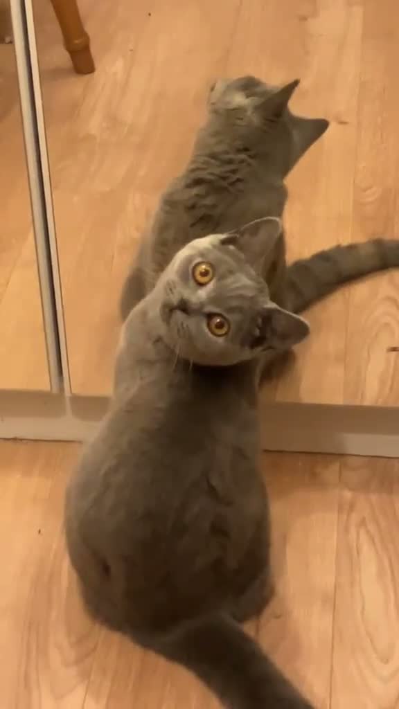 British Shorthair cats for sale: 🌟GCCF BSH 🏆Champion Bloodline 🌟5-Gen Pedigree🌟 - Video 4