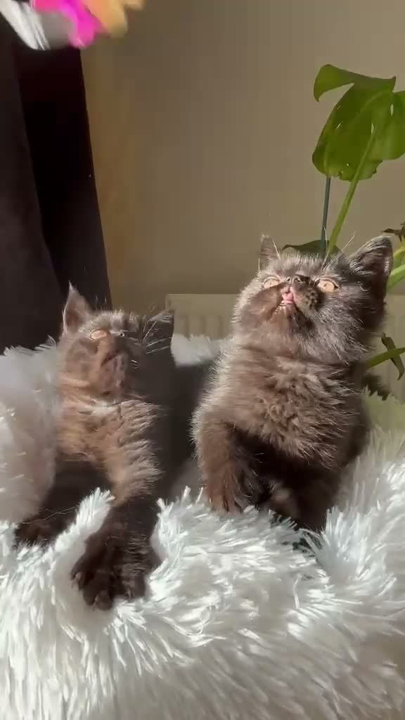 Exotic cats for sale: PET REGISTERED EXOTIC KITTENS  - Video 1