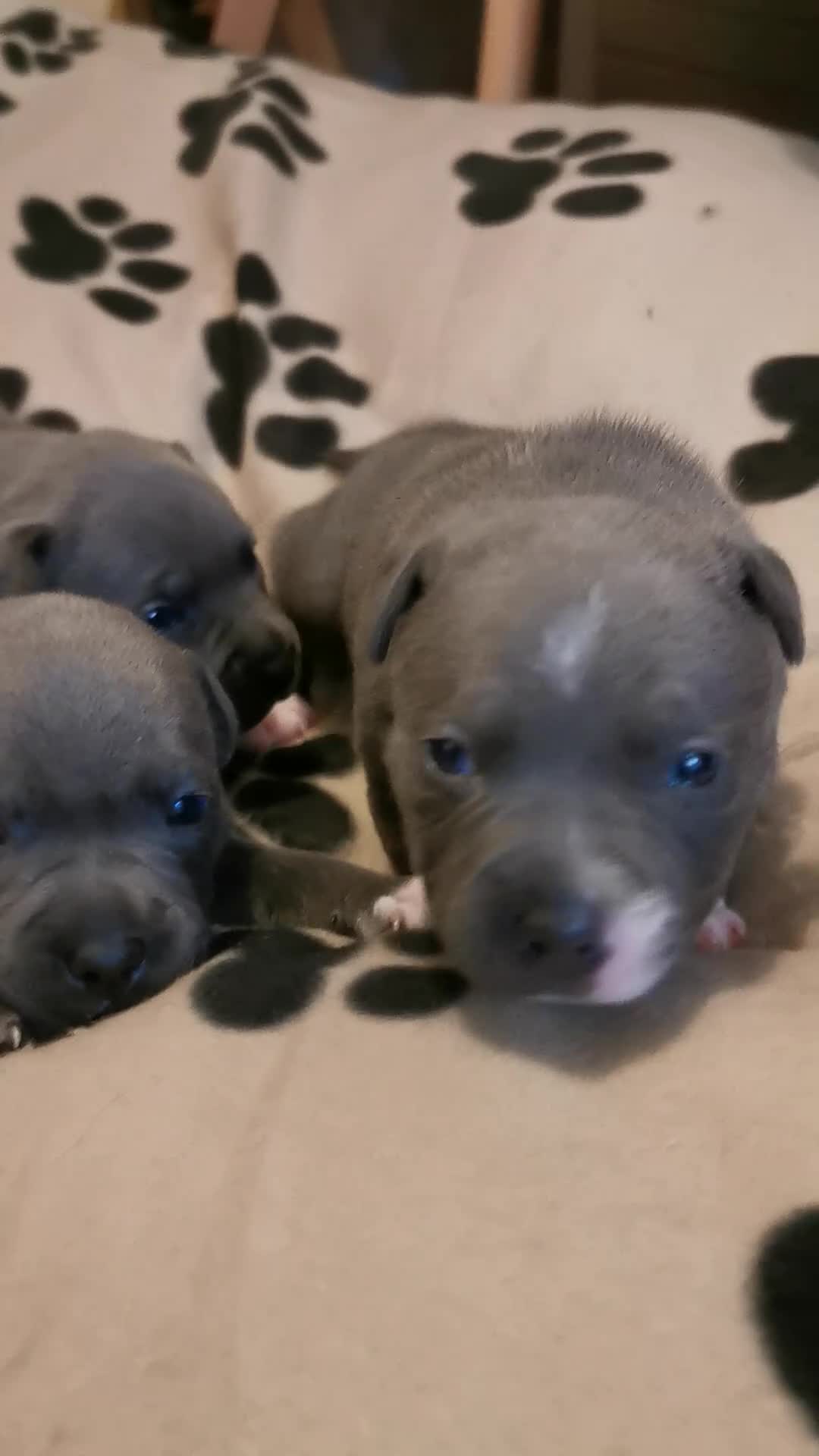 Staffordshire Bull Terrier dogs for sale: Beautiful Staffy's puppies - Video 2