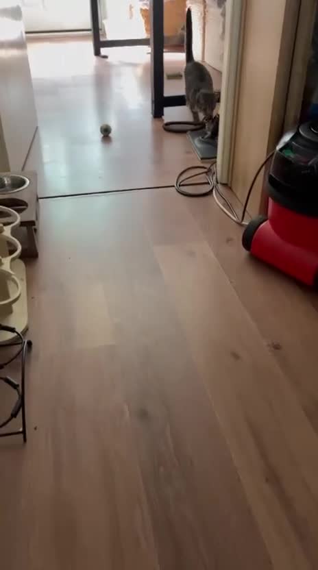 Mixed Breed cats for sale: Kitten looking for a forever home - Video 1