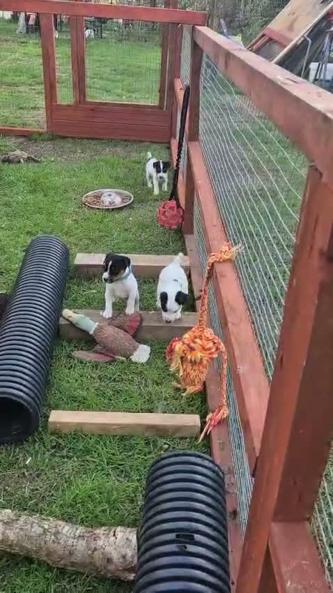Jack Russell dogs for sale: Tess & jacks puppies - Video 3