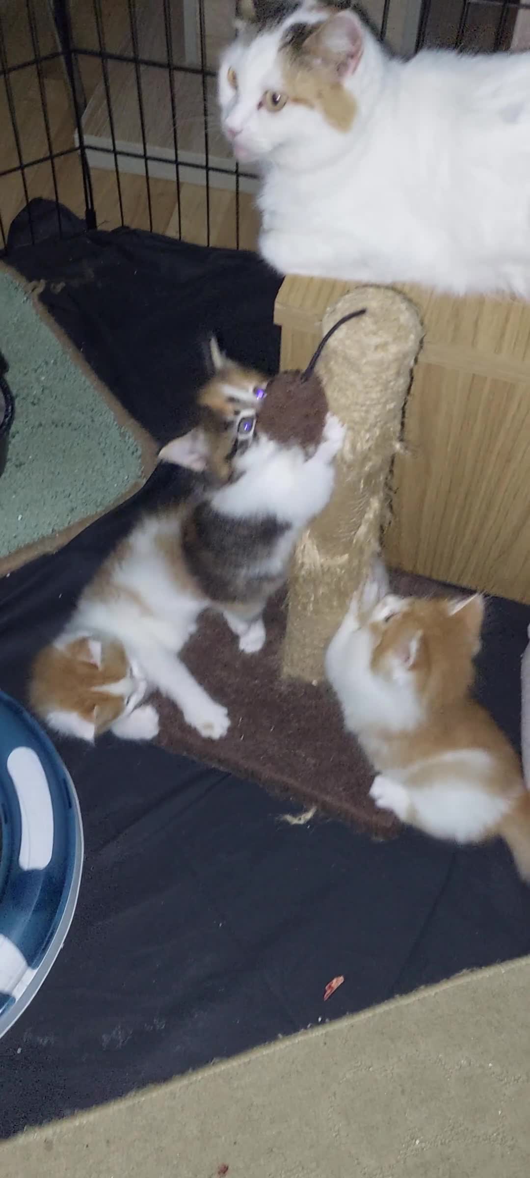 Mixed Breed cats for sale: 3 fluffy kittens - Video 1