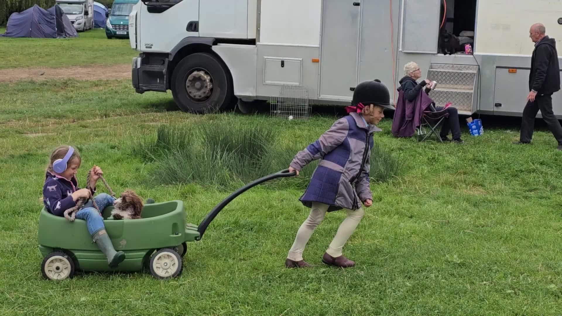 Cockapoo dogs for sale: Beautiful Cockapoo puppies.  - Video 1