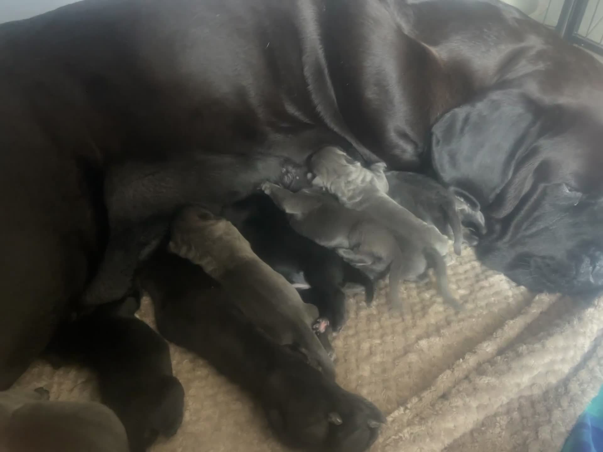 Cane Corso dogs for sale: Big chunky cane corso puppies  in Bristol - Video 1