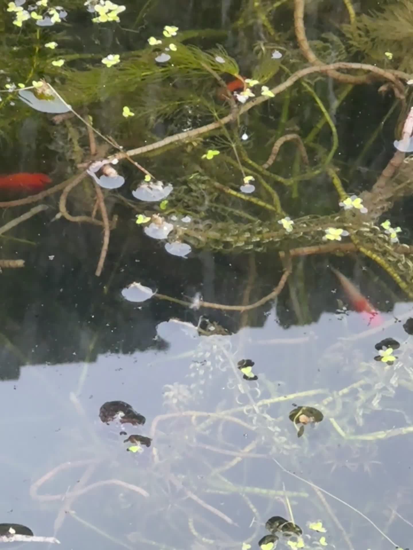 Goldfish fish for sale: Shy Goldfish-Free - Video 1