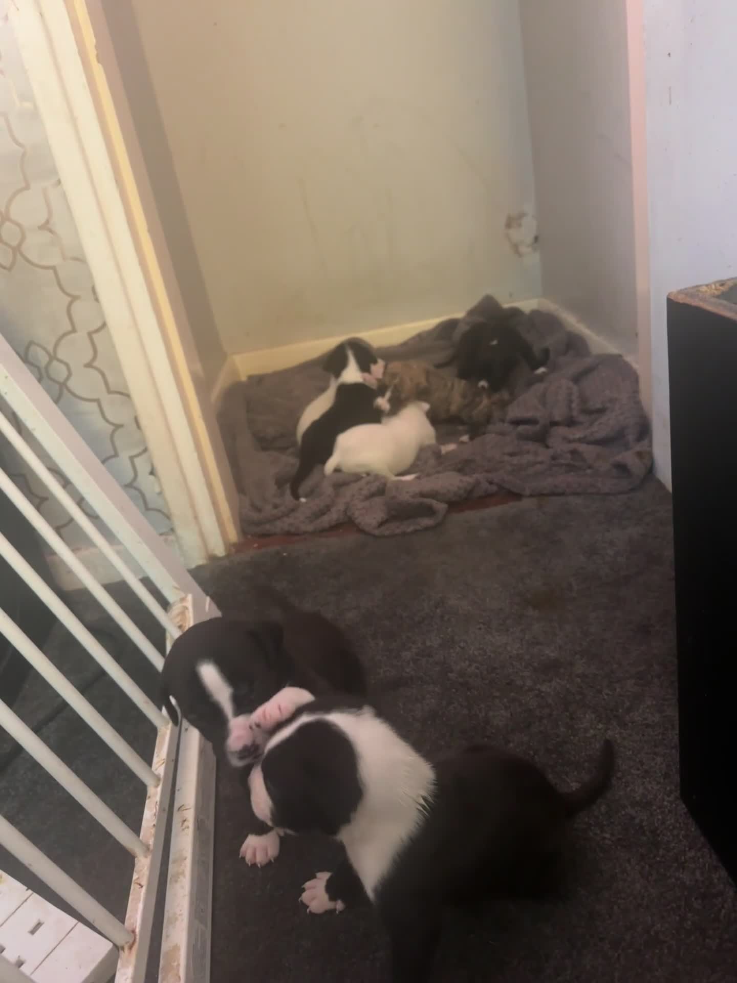 American Bulldog dogs for sale: American bulldog scott puppys - Video 1