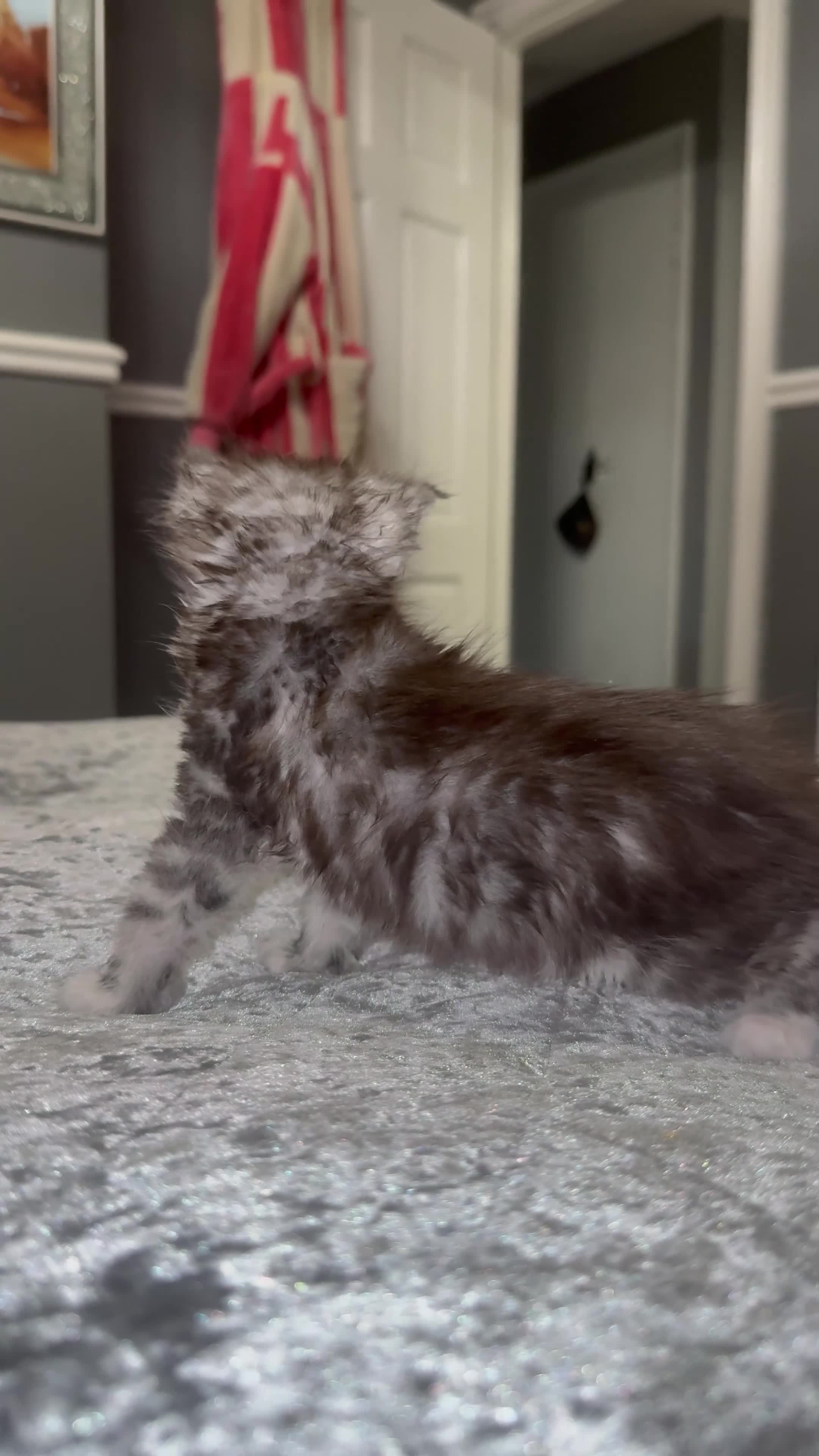 Maine Coon cats for sale: Stunning Litter Of Maine Coon Kittens  - Video 4