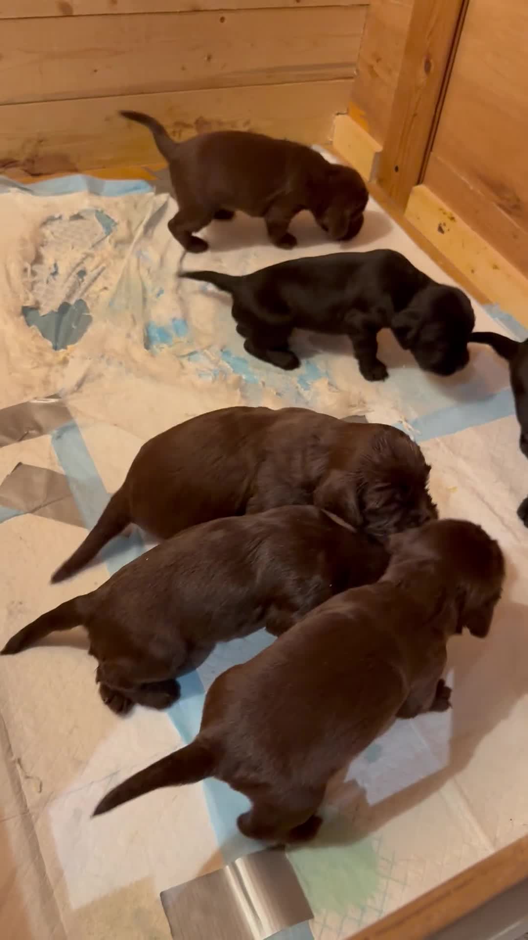 Cocker Spaniel dogs for sale: Cocker Spaniel Puppies - working type - Video 1