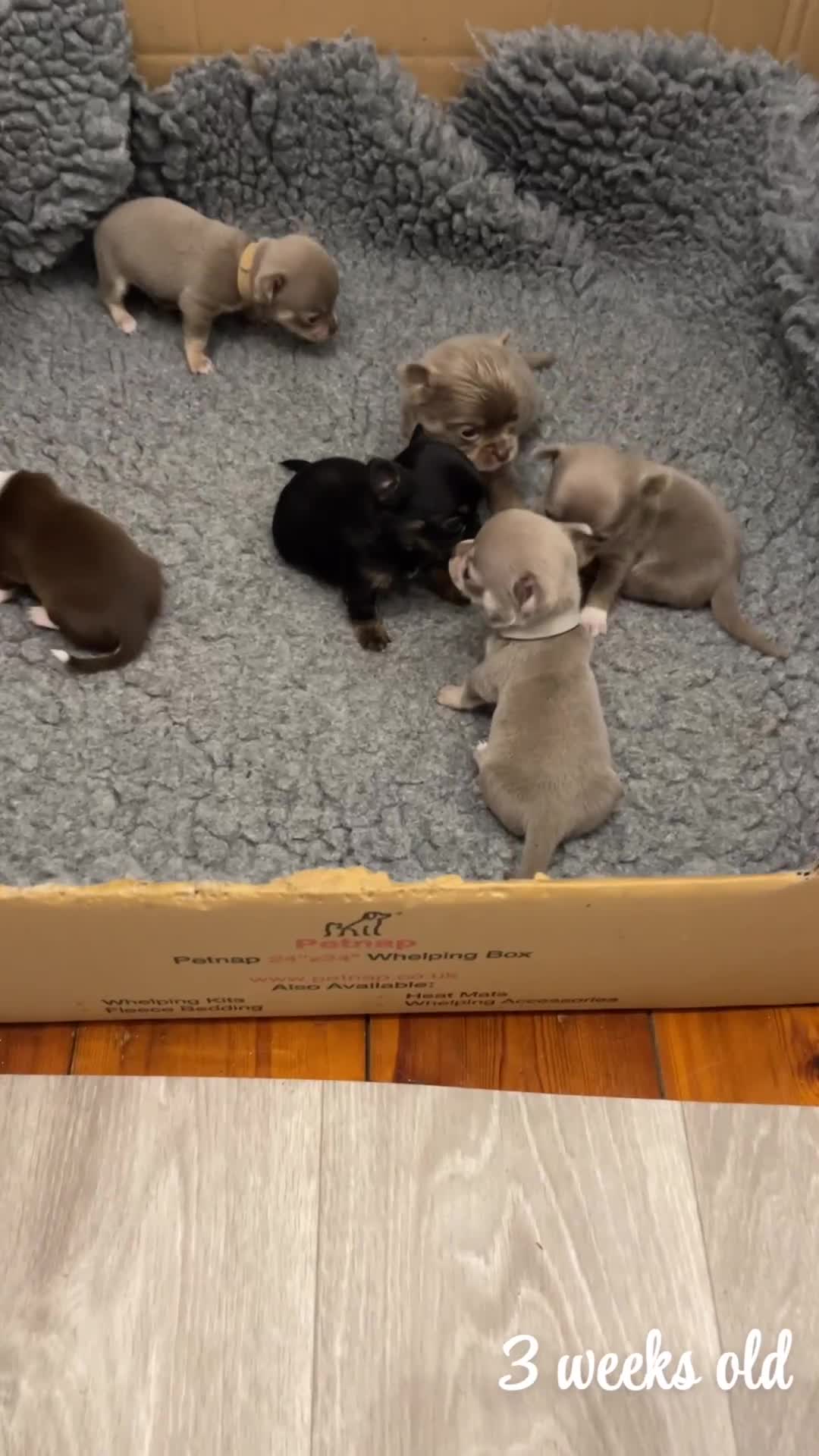 Chihuahua dogs for sale: Stunning KC Chihuahua puppies 🇬🇧 bloodlines - Video 2