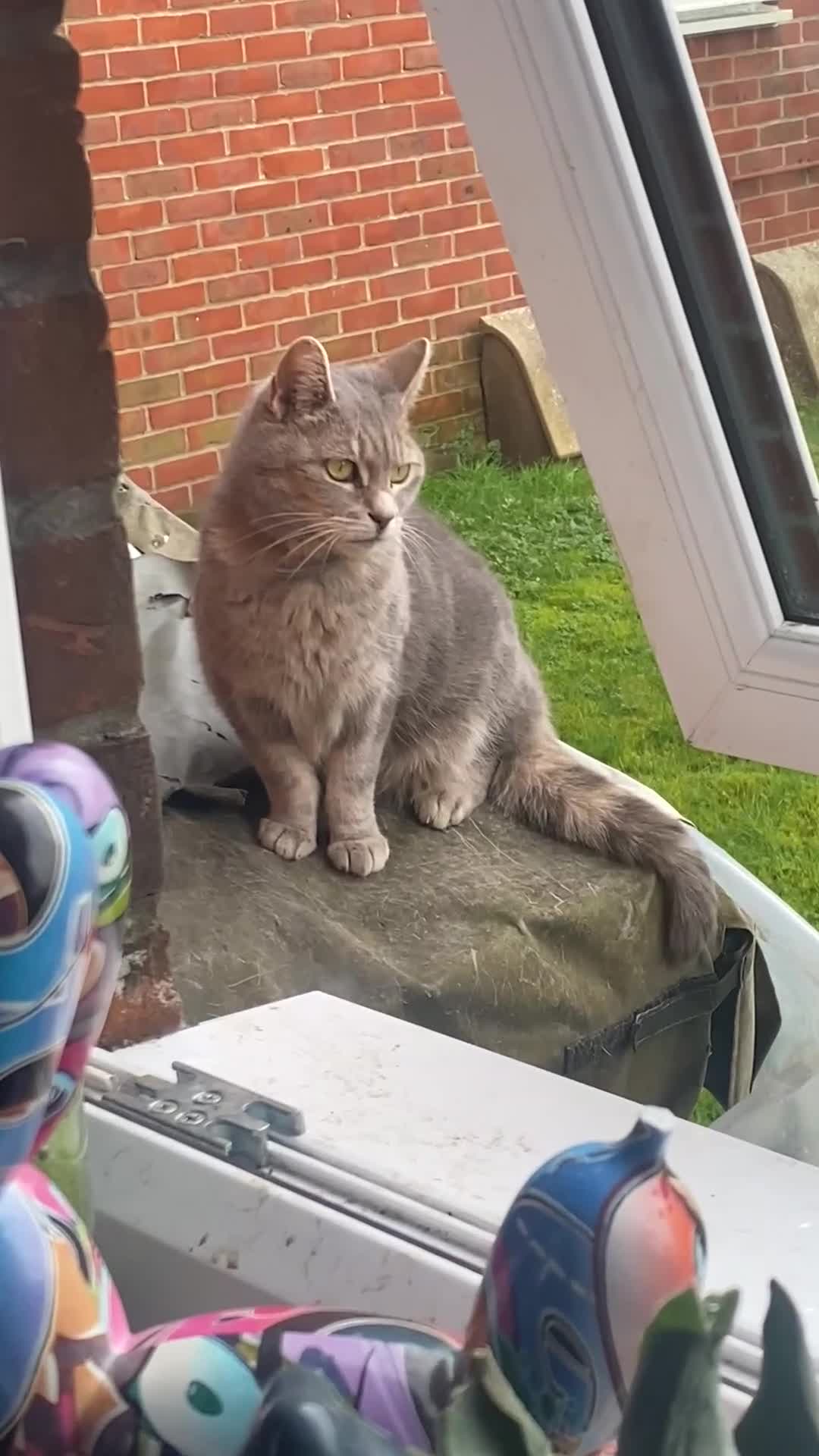 Mixed Breed cats for sale: MOLLY is looking forever home! - Video 1