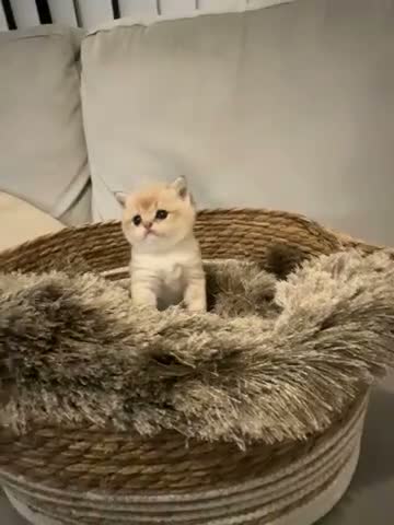 British Shorthair cats for sale:  British Golden Shorthair TikTok-sushikardi in London - Video 2