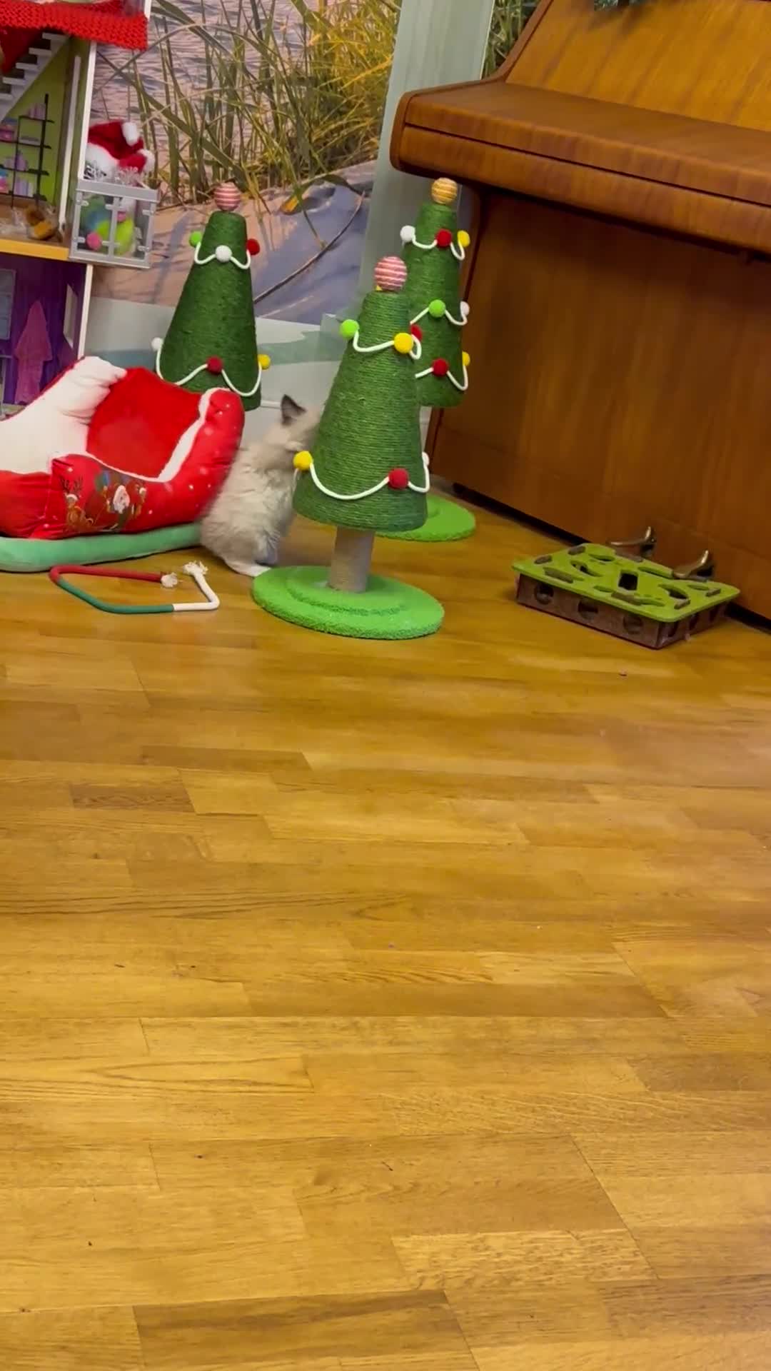 Ragdoll cats for sale: Beautiful Ragdolls kittens  - Video 3