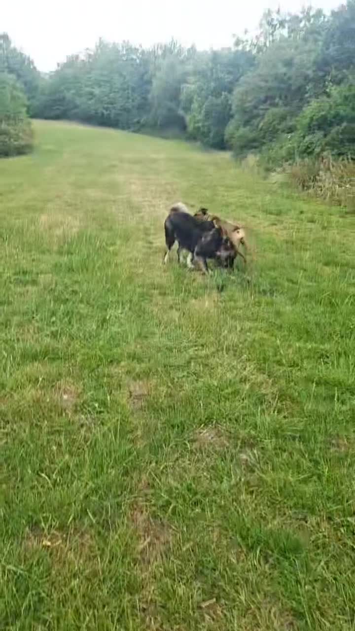 Mixed Breed dogs for sale: Belgium malinoi cross Caucasian sheperd  - Video 2